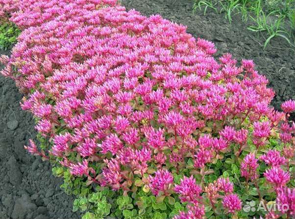 Цветы для сада