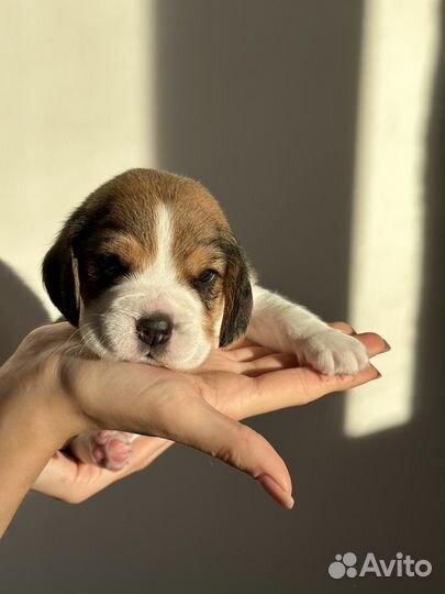 Щенки бигль