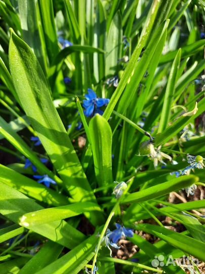 Многолетники, кустарники