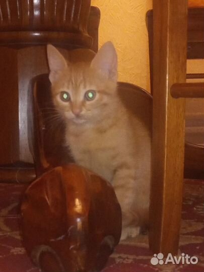 Отдам в добрые руки котят