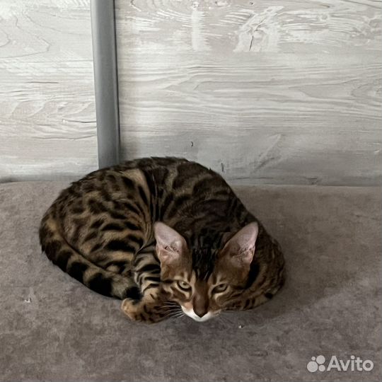 Котята бенгалы