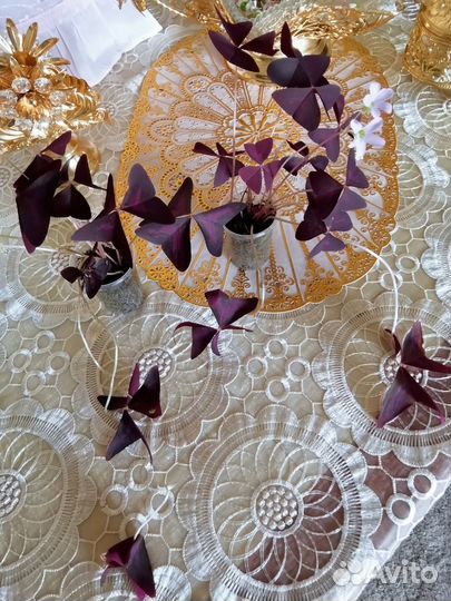 Кислица (Оксалис)