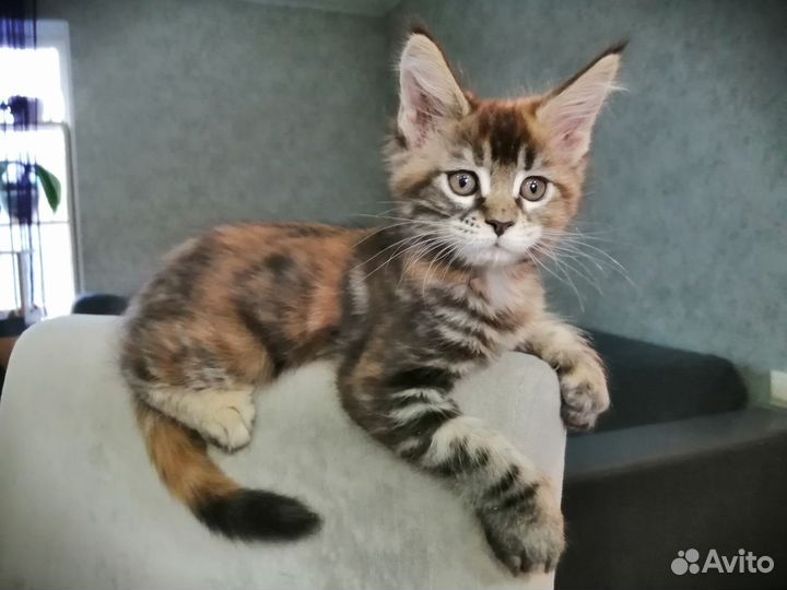 Котята мейн-кун