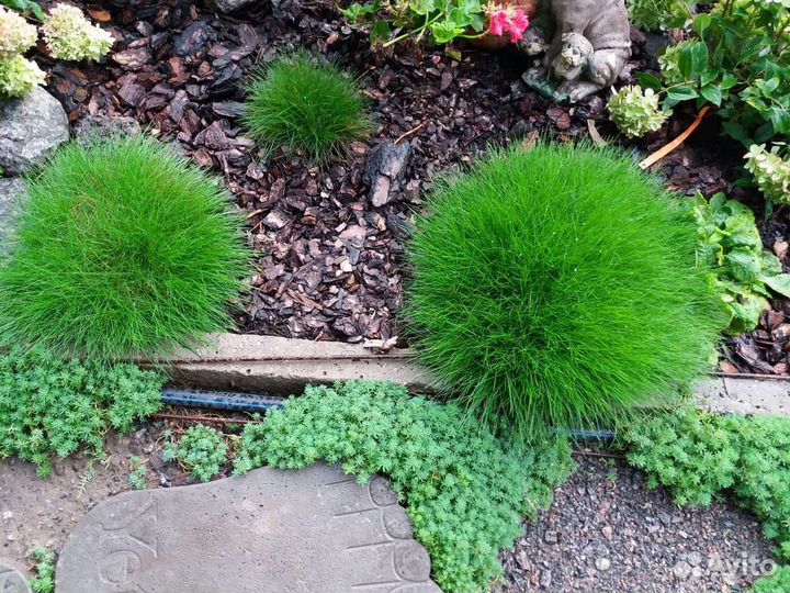 Овсяница сизая