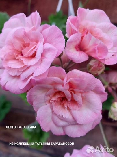 Пеларгония герань