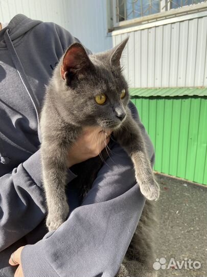 Кошка в дар