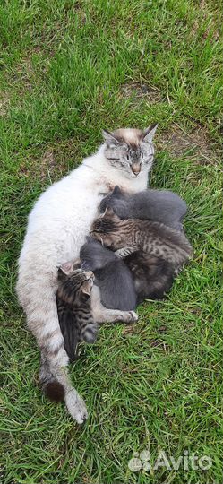 Котята