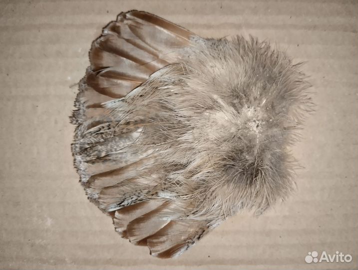 Хвост куропатки