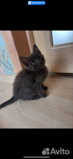 Котенок в добрые руки