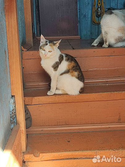 Кошки(1 кот(бело рыжий ) и 3 кошки