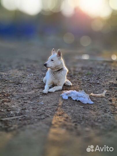 Собаки бесплатно в добрые руки