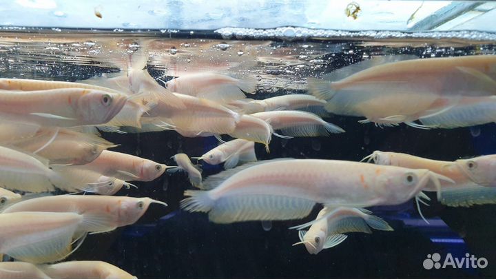 Арована альбинос