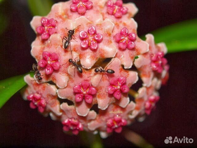 Хойя (пять видов)