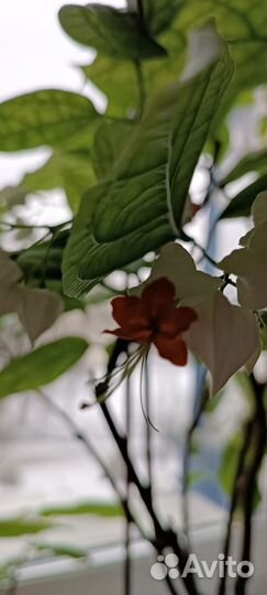 Клеродендрум томпсон