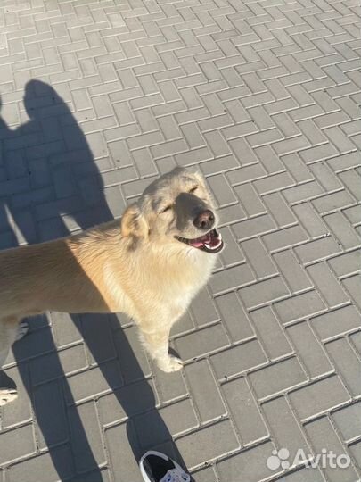 Собака в добрые руки