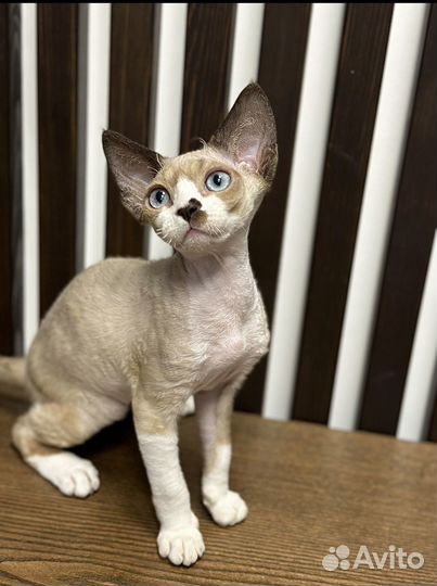 Девочка девон эксклюзивного окраса