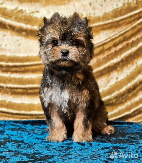 Цветной Йорк