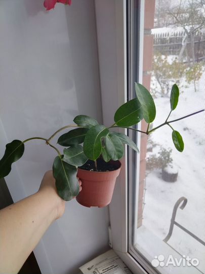 Стефанотис