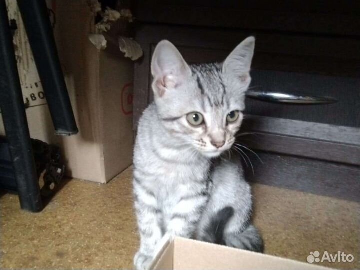 Кошка