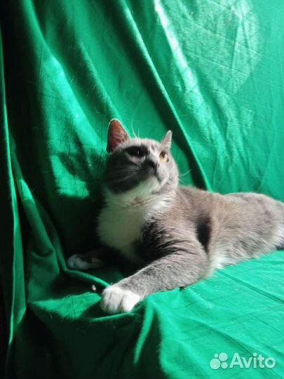 Котик в добрые руки