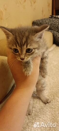 Котенок мальчик