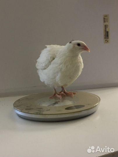 Перепела, инкубационные яйца, мясо перепела