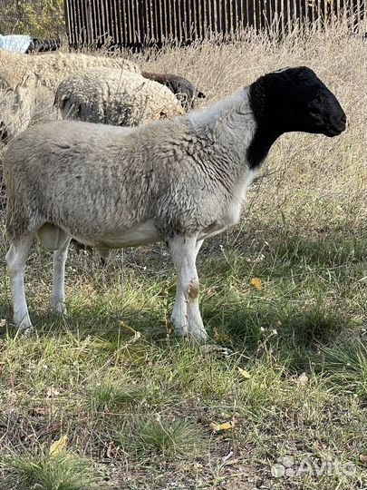 Бараны дорпер