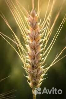 Зерно пшеница ячмень