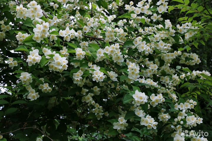 Чубушник венечный (Жасмин садовый)