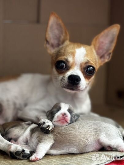 Щенки чихуахуа