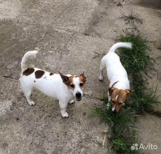 Джек Рассел терьер