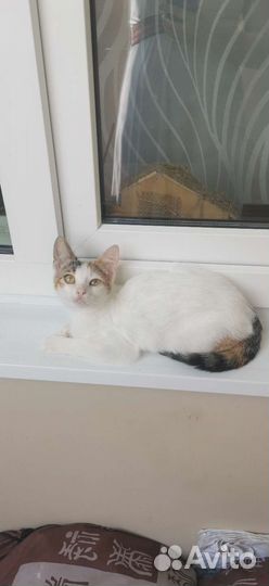 Кошка 4 месяца