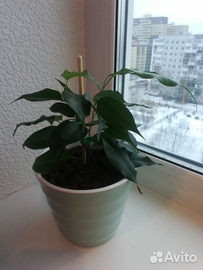 Комнатные цветы