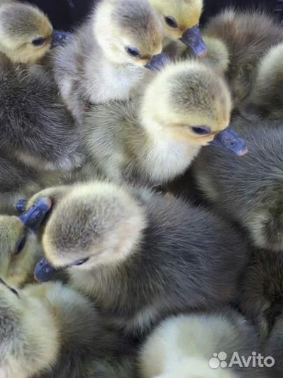 Гуси подрощенные