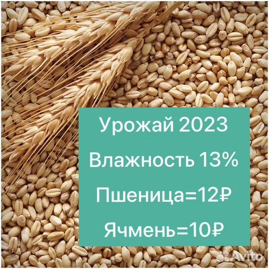 Зерно пшеница