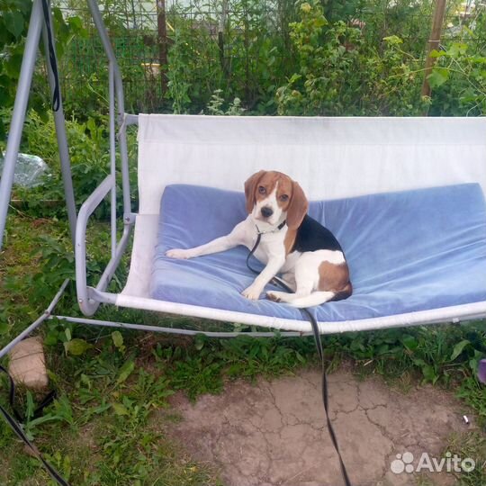 Собака бигль
