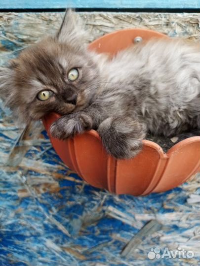 Воспитанный котик