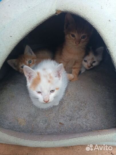 Котята в добрые руки