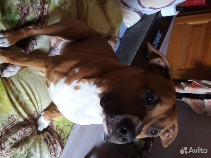 Стаффорд вязка