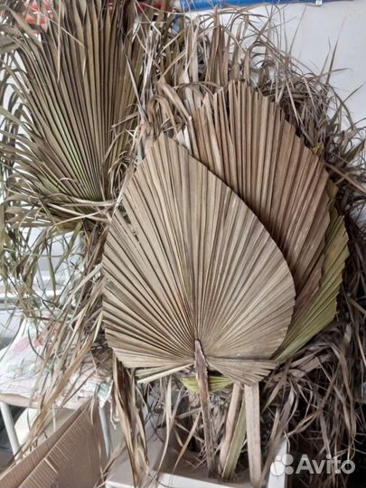 Пальмовые листья (пики, мини пики)