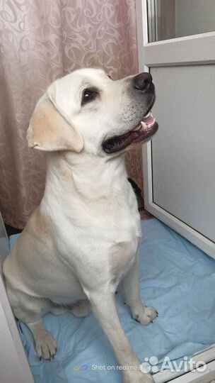 Щенки Лабрадор