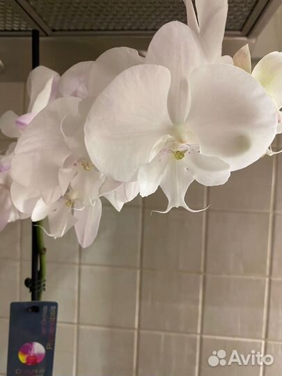 Орхидея