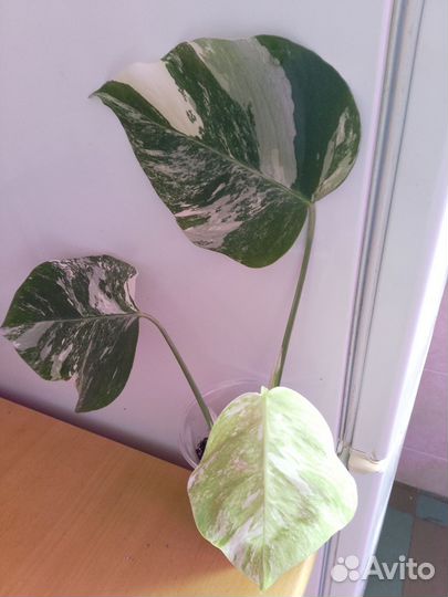 Монстера Альба вариегатная