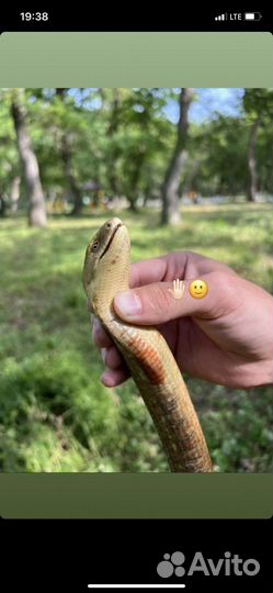 Косим траву