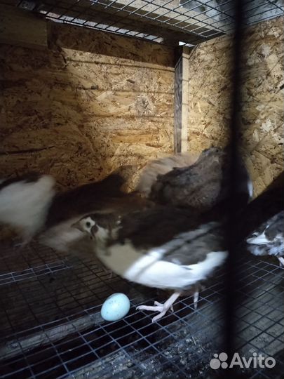 Перепела несушки