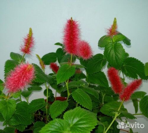 Акалифа (лисий хвост)