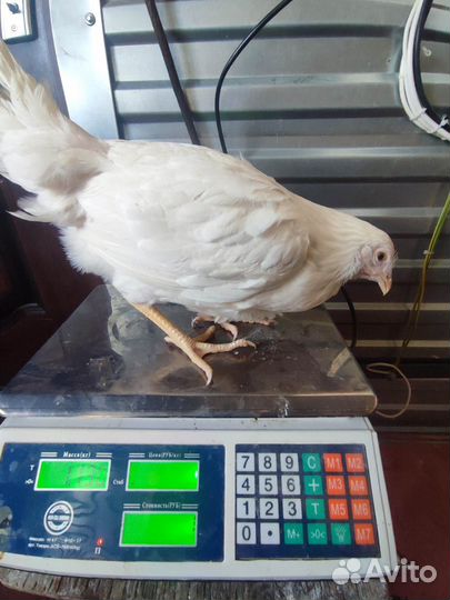 Куры- несушки. Бройлеры круглый год, Цыплята разн