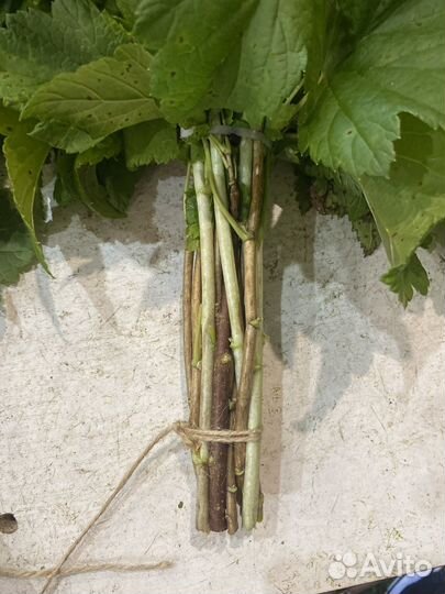 Веник смородиновый 10 шт