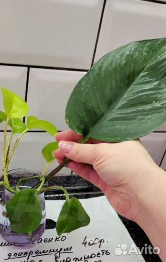 Эпипремнум пиннатум еллоу вариегатный