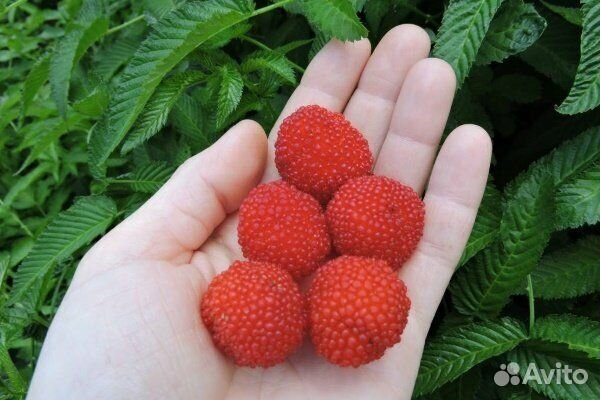 Тибетская малина